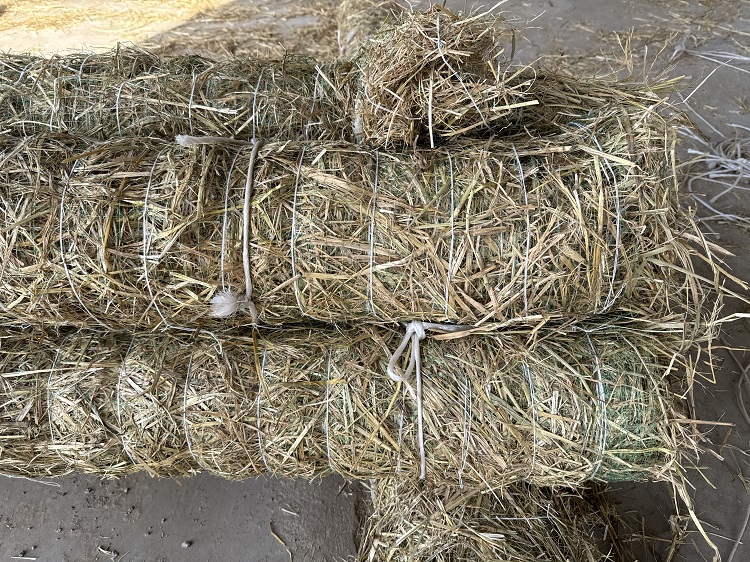 银川草棒 银川草棒